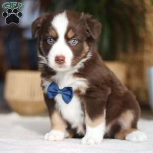Kicks, Miniature Australian Shepherd Puppy
